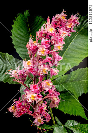 Blooming red horse-chestnut flowers on a black background Blooming red horse-chestnut flowers on a black background 115811673