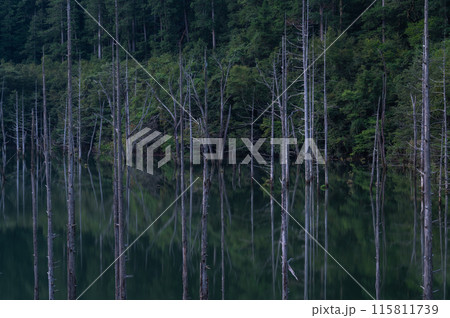静寂の森 115811739