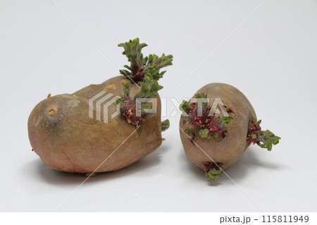 長い間放置されて、発芽してしまったジャガイモ（馬鈴薯） 115811949