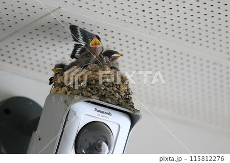 ツバメの巣　大きく口を開けるツバメのヒナ 115812276