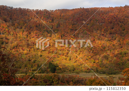 秘境 秋山郷の紅葉（日本、新潟県津南町） 115812350