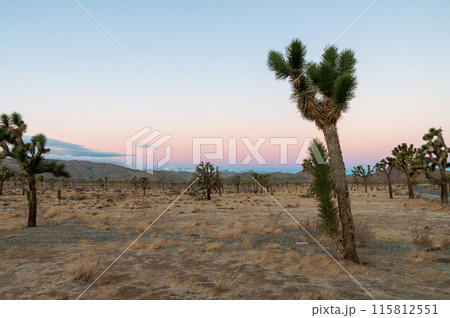 Sunrise in Joshua Tree 115812551