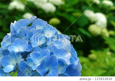 アジサイのアップ 115812610