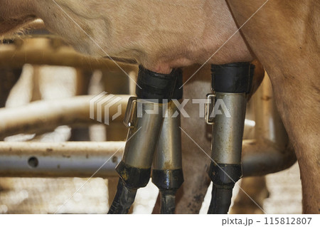 Milking robot on a modern cow farm in Denmark. Close-up 115812807