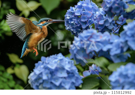 カワセミと青い紫陽花 115812992