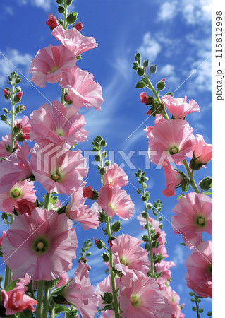 立葵と青空 立葵と青空 115812998