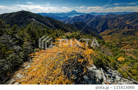 甲武信岳山頂のカラマツの黄葉と富士山の眺め 115813060