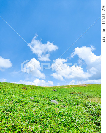 さわやかな夏の高原風景(美ヶ原高原) さわやかな夏の高原風景(美ヶ原高原) 115813276