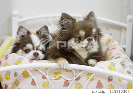 ベッドで並ぶ2匹のかわいいチワワ 115813303