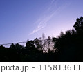 空に伸びる木 115813611