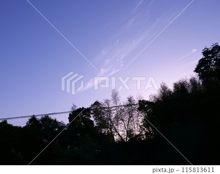 空に伸びる木 115813611