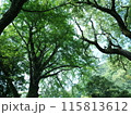 緑陽 115813612