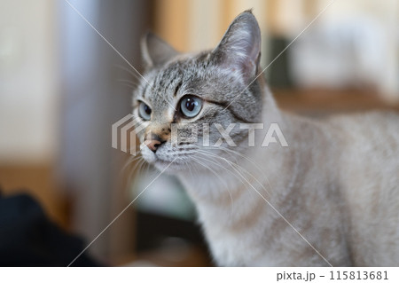 見つめる猫 115813681