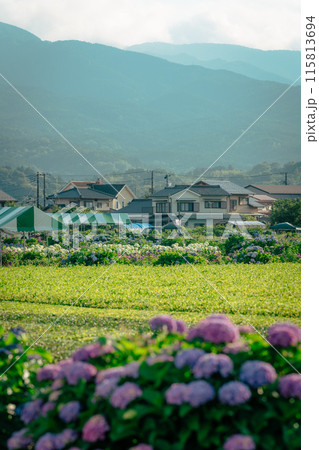 開成町あじさい祭り 開成町あじさい祭り 115813694