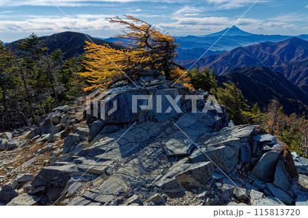 甲武信岳山頂のカラマツの黄葉と富士山の眺め 115813720