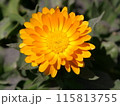 黄色い花 115813755
