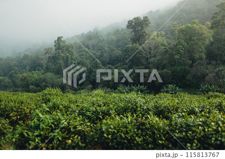 Forest and trees in the morning fog Forest and trees in the morning fog 115813767