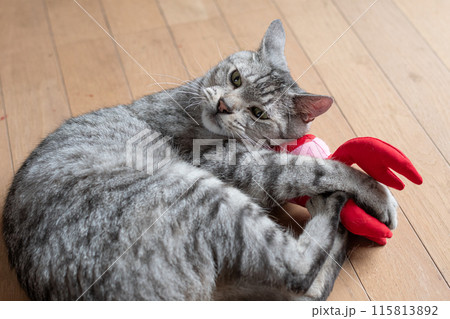 ぬいぐるみで遊ぶ猫 サバトラ猫 ぬいぐるみで遊ぶ猫 サバトラ猫 115813892
