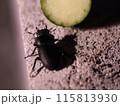 きゅうりとクワガタ 115813930