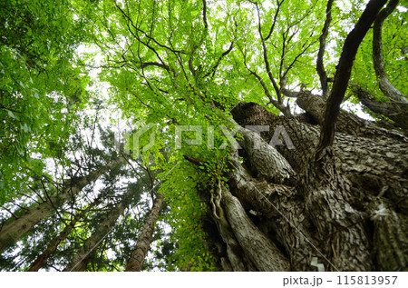 福島県南会津郡下郷町の大松川不動尊の御神木　不動桂 115813957