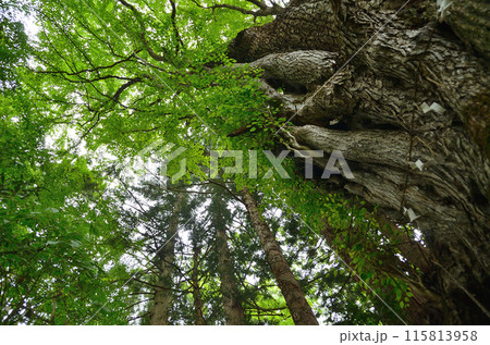 福島県南会津郡下郷町の大松川不動尊の御神木　不動桂 115813958