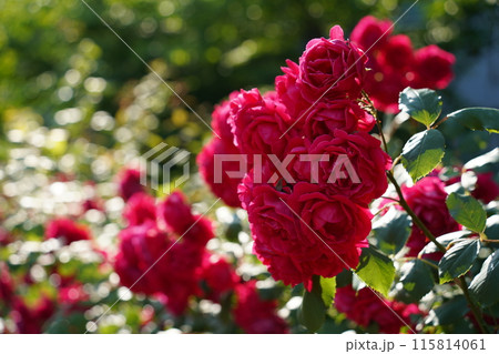 Beautiful red roses blooming in the garden on a sunny day Beautiful red roses blooming in the garden on a sunny day 115814061