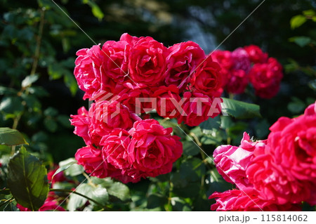 Beautiful red roses blooming in the garden on a sunny day Beautiful red roses blooming in the garden on a sunny day 115814062