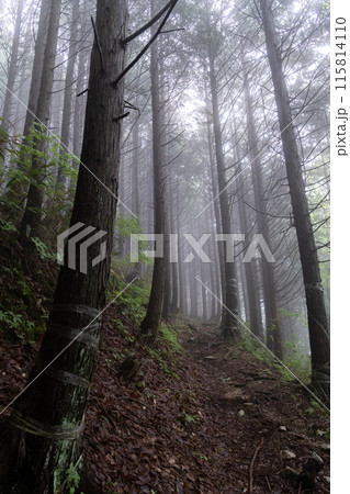 霧に覆われた登山道 115814110