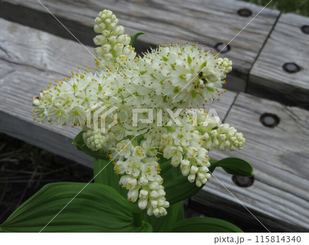 なんの花かな？ 115814340