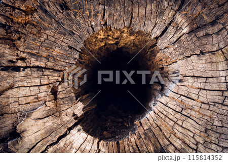 Tree trunk with dark nature hole and textured bark 115814352