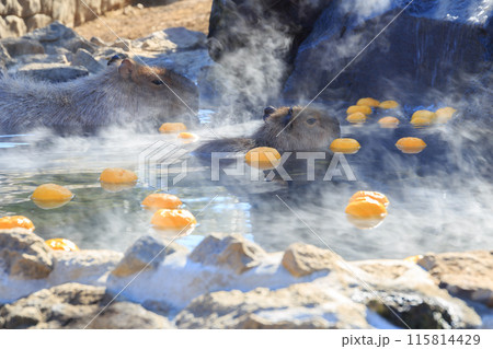 柚子の浮いた温泉に浸かるカピバラ 115814429