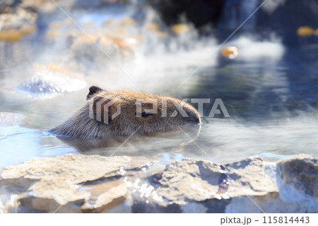 温かい温泉に浸かるカピバラ 115814443