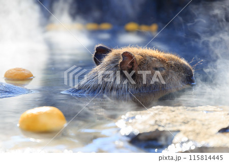 柚子の浮いた温泉に浸かるカピバラ 115814445