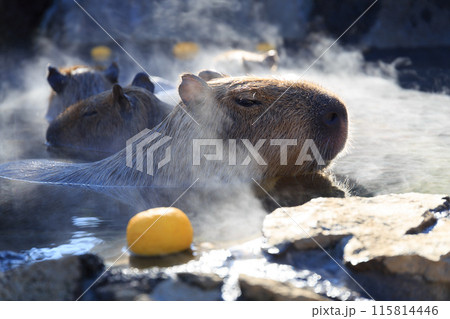 柚子の浮いた温泉に浸かるカピバラ 115814446