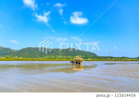 西表島と由布島の間、海の浅瀬を歩く水牛車 西表島と由布島の間、海の浅瀬を歩く水牛車 115814459