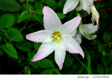 ハブランサス ハブランサス 115814504