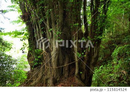 福島県南会津郡下郷町の大松川不動尊の御神木　不動桂 115814524