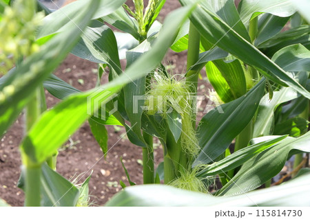 畑のトウモロコシ 115814730