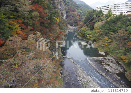 紅葉した渓谷の美しさ。清流の両サイドは色とりどりの赤と緑のハーモニー 紅葉した渓谷の美しさ。清流の両サイドは色とりどりの赤と緑のハーモニー 115814739