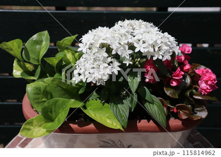 ペンタス、ベゴニアの寄せ植え ペンタス、ベゴニアの寄せ植え 115814962