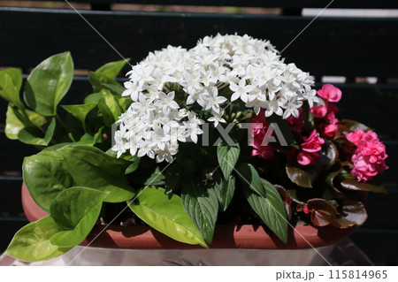 ペンタス、ベゴニアの寄せ植え ペンタス、ベゴニアの寄せ植え 115814965