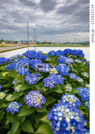 紫陽花が見える梅雨の景色 115815114