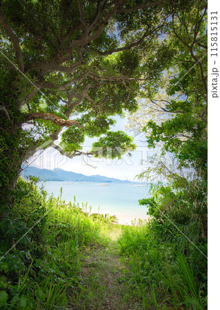 木陰から眺める海の風景 木陰から眺める海の風景 115815131