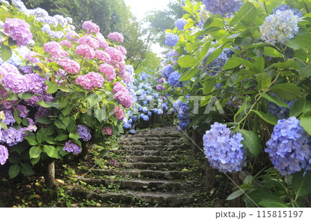 下田城址公園の紫陽花祭り 115815197