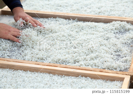 ちりめんの天日干し風景 115815199