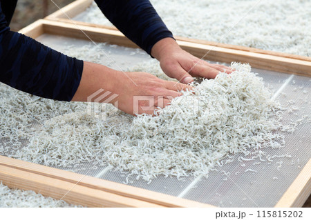 ちりめんの天日干し風景 115815202