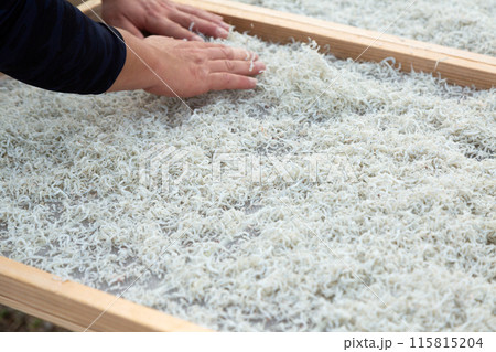 ちりめんの天日干し風景 115815204
