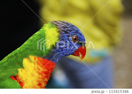 インコか九官鳥か解らないがこの色彩が凄い。極彩色の鳥は枝から枝へ飛んで驚かせてくれた 115815386