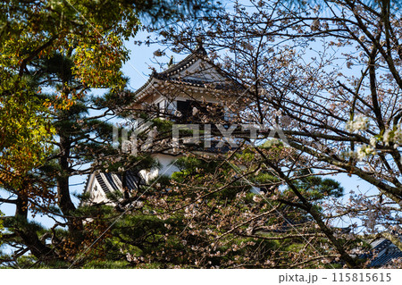 【日本100名城】春の高知城とソメイヨシノの花4 高知県高知市 【日本100名城】春の高知城とソメイヨシノの花4 高知県高知市 115815615