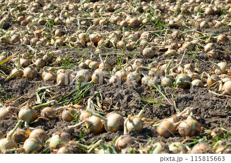 淡路島の玉葱畑と収穫したての新玉葱 115815663